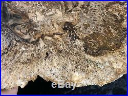 Rare Petrified Wood Psaronius Tree Fern, Athens County Ohio Carboniferous 9.75