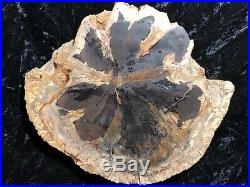 Rare Petrified Wood Seed Fern Hermanophyton glismanii E. McElmo Creek, Jurassic