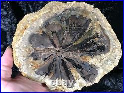 Rare Petrified Wood Seed Fern Hermanophyton glismanii E. McElmo Creek, Jurassic