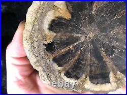 Rare Petrified Wood Seed Fern Hermanophyton taylorii E. McElmo Creek, Jurassic
