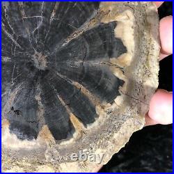 Rare Petrified Wood Seed Fern Hermanophyton taylorii E. McElmo Creek, Jurassic
