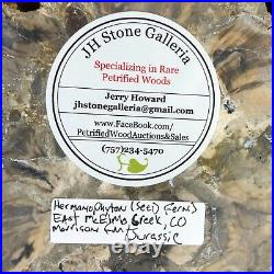Rare Petrified Wood Seed Fern Hermanophyton taylorii With Secondary Xylem 6.25