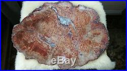 Rare Petrified Wood Slab with Calcite