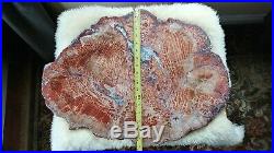 Rare Petrified Wood Slab with Calcite