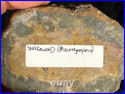 Rare Petrified Wood Snakewood (Mennegoxylon jonesii) Texas 3.25x2.25