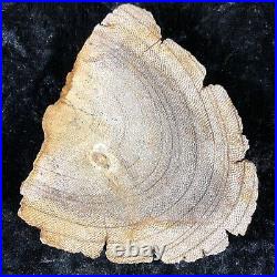 Rare Petrified Wood Snakewood (Mennegoxylon jonesii) Texas 3.25x2.75 Fossil