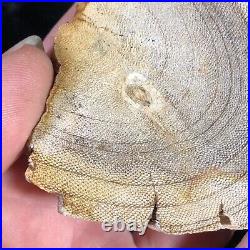 Rare Petrified Wood Snakewood (Mennegoxylon jonesii) Texas 3.25x2.75 Fossil