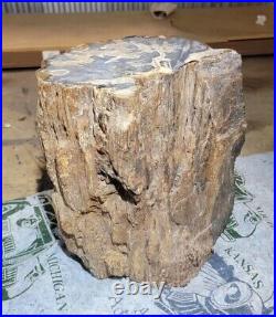 Rare Petrified Wood Trunk Bark 112 lbs Fossil