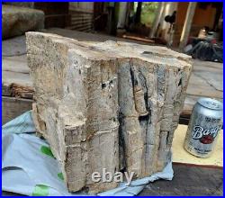 Rare Petrified Wood Trunk Bark 50 Lb Fossil Petrified Knotted String Artefact