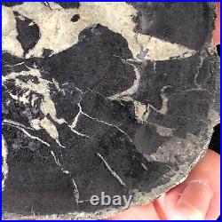 Rare Petrified Wood Xylolarimar Pectolite Wood Cast Dominican Republic 3.75x3.5