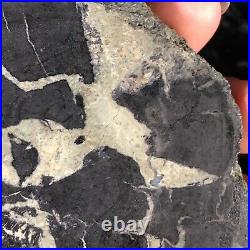 Rare Petrified Wood Xylolarimar Pectolite Wood Cast Dominican Republic 3.75x3.5