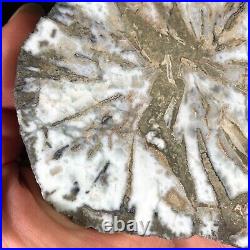 Rare Petrified Wood Xylolarimar Pectolite Wood Cast Dominican Republic 4.25x4