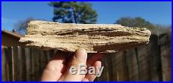 Rare Petrified wood Snakewood Mennegoxylon jonesii Texas Fossil
