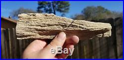 Rare Petrified wood Snakewood Mennegoxylon jonesii Texas Fossil