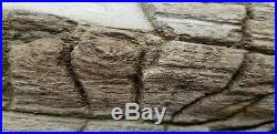 Rare Petrified wood Snakewood Mennegoxylon jonesii Texas yegua formation round