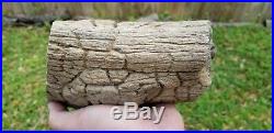 Rare Petrified wood Snakewood Mennegoxylon jonesii Texas yegua formation round