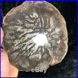 Rare Polished Petrified Wood Palm Nephi, Utah Oligocene 8.75x8.25