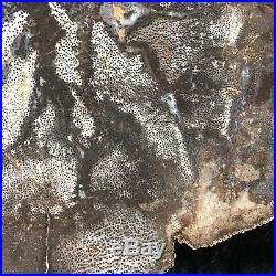 Rare Polished Petrified Wood Palm Nephi, Utah Oligocene 8.75x8.25