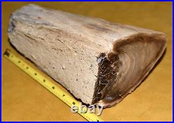 Rare Polished Petrified Wood Tree Limb 12Lbs 13 Oz Specimen Virgin Valley Nevada