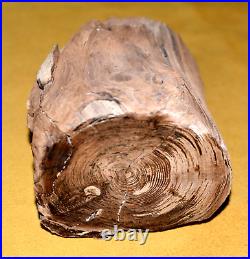 Rare Polished Petrified Wood Tree Limb 3 Lbs 15 Oz Specimen Virgin Valley Nevada