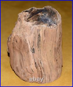 Rare Polished Petrified Wood Tree Limb 3 Lbs 15 Oz Specimen Virgin Valley Nevada