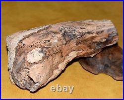 Rare Polished Petrified Wood Tree Limb 4 LBS 9 OZ Specimen Virgin Valley, Nevada
