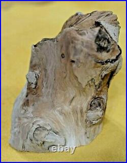 Rare Polished Petrified Wood Tree Limb 4lbs 5oz Specimen Virgin Valley, Nevada
