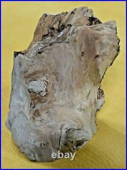Rare Polished Petrified Wood Tree Limb 4lbs 5oz Specimen Virgin Valley, Nevada