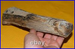Rare Polished Petrified Wood Tree Limb 9.86 Long Specimen Virgin Valley, Nevada