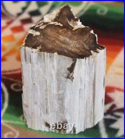 Rare Polished Petrified Wood Tree Piece 5lbs 5oz Specimen Virgin Valley, Nevada