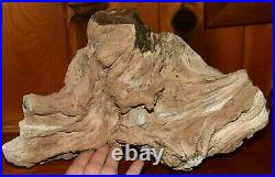Rare Polished Petrified Wood Tree Stump 13lbs 10oz Specimen Virgin Valley Nevada