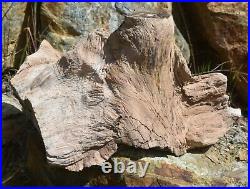 Rare Polished Petrified Wood Tree Stump 13lbs 10oz Specimen Virgin Valley Nevada