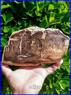 Rare Post Oregon Face Polished Sycamore Petrified Wood Agate Limb Plank 5lb 7oz