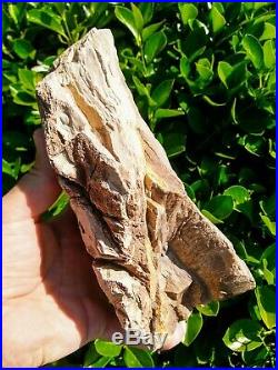 Rare Post Oregon Face Polished Sycamore Petrified Wood Agate Limb Plank 5lb 7oz