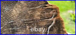 Rare Schilderia Adamanica Petrified Wood Slab Utah Polished