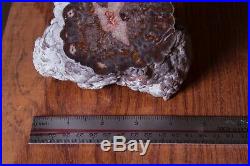 Rare, Unique Polished Petrified Wood Slab with Botryoidal Exterior Bubbles