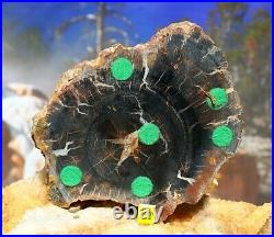 Rare Utah Petrified Fossilised Conifer Wood Slice Prehistoric Tree 742g