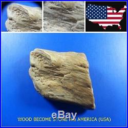 Rare! WOOD BECOME STONE like AMERICA (USA), Gemstone Pendant, 1,000,000 Yrs