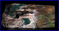 Rare azurite and green malachite in petrified wood, Turkey. Colla. 15+ pounds