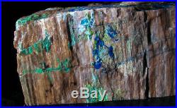 Rare azurite and malachite in petrified wood rough, Turkey. Colla. 3+ pounds
