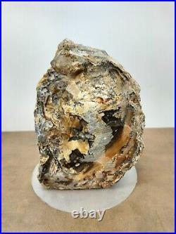 Rare brown beige petrified wood with crystal polished 1217gr