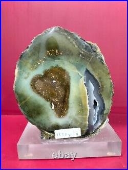 Rare green petrified wood stone craft crystal home decoration 1551gr