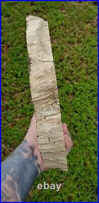 Rare live oak Montgomery county Texas Pleistocene Epoch Fossil Petrified wood
