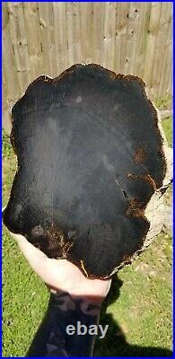 Rare live oak Montgomery county Texas Pleistocene Epoch Fossil Petrified wood