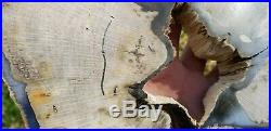 Rare live oak montgomery county texas Petrified Wood Polished slab