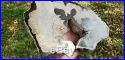 Rare live oak montgomery county texas Petrified Wood Polished slab