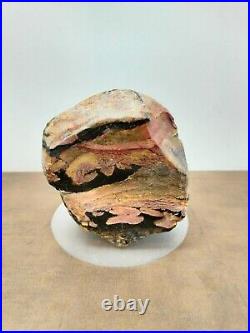Rare mix brown black petrified wood with crystal polished 936gr (10x5x11cm) 325