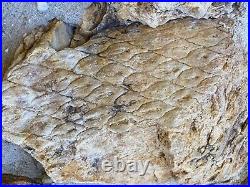 Rare petrified dragon skin rock