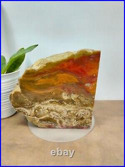 Rare red orange yellow petrified wood polished natural home decoration 3100gr