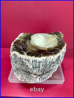 Rare translucent brown petrified wood trunk polished 1993gr (13x11x9cm)